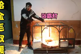 金毛下崽了，小亮怕它们受冻买来了取暖设备，这样能保证温度吗？视频封面