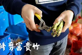 农村小伙教你养富贵竹，剪刀修一下，1米2长到1米8视频封面