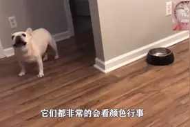 狗狗护食豆腐，对着主人龇牙咧嘴，听到豆腐用途后吓得立马弹开视频封面