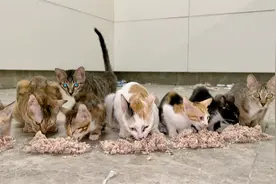 小猫在通道觅食看见一盒饭，马上带上全家出来吃，场面壮观