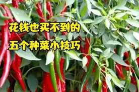 五个种菜小技巧，多年经验总结，啥菜也能用，笨办法也有奇效