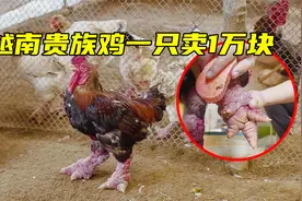 越南“贵族鸡”一只卖1万块，鸡爪比人的手臂还粗，你敢吃吗？视频封面