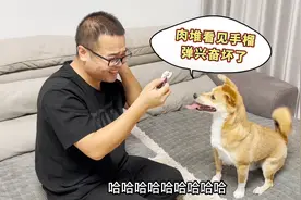 用“手榴弹”玩具整蛊狗狗，没想到狗狗竟兴奋得像个孩子，太逗了视频封面