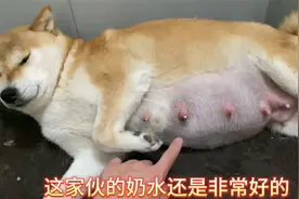 怀孕58天的柴犬快要生了，奶水多的都流出来，猜猜这窝能生几只？视频封面