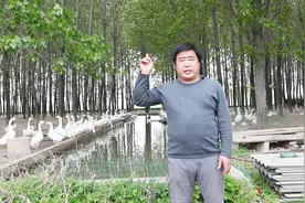果园除草养多少只鹅合适？一亩地超过这个数，果树要遭殃！视频封面