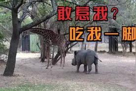 犀牛挑衅长颈鹿，不料被长颈鹿一脚踹蛋，蛋疼得犀牛狂奔而逃视频封面