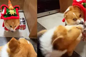 两只柯基吵架对着空气狂咬，画风简直不要太搞笑，主人：很废牙