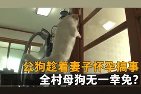 公狗趁妻子怀孕搞事，出门去找母狗，全村母狗无一幸免？视频封面