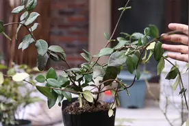 什么花能爬藤，能开花，还很芳香？园艺师教你，它就是风车茉莉视频封面