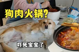 主人说要吃狗肉火锅，看到火锅那一刻狗狗浑身发抖，都快吓哭了视频封面