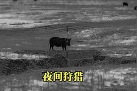 夜间狩猎 在野外猎人用高科技 夜视仪 在夜间狩猎野猪与郊狼视频封面