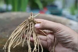 阳台上种什么蔬菜更容易？园艺师教你，种芦笋苗，又好吃又好种视频封面