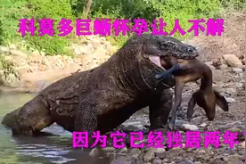 动物园科莫多巨蜥，独居两年多后，竟然怀孕了