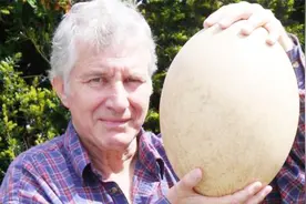 4种世界上最大的鸟蛋，鸵鸟蛋都只能排第二，第一你想不到！视频封面