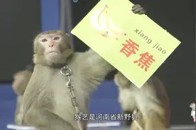 “新野猴艺”传承人带猴子军团上台，现场表演惊艳全场视频封面
