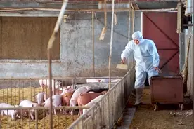 卖猪比卖房挣钱？刘永好称上千家房企跨界养猪