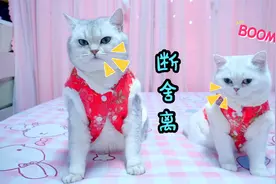 主人扔掉小猫咪的礼物，小猫咪哭的好伤心视频封面