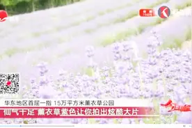 15万平方米的薰衣草在上海“落家”！仙气十足令人心向往之！视频封面