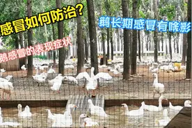 鹅甩水呼噜不注意？这些外在表象得留意，小病症积攒可会要了命视频封面