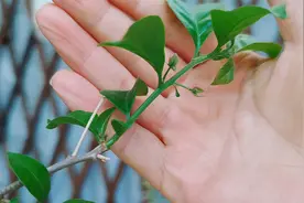 三角梅明明有花芽，为什么不开花？很可能发生了“芽变”视频封面