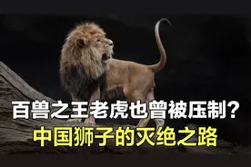 中国为何没狮子？曾令东北虎都忌惮的中国狮子，最终输给了环境