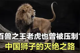 中国为何没狮子？曾令东北虎都忌惮的中国狮子，最终输给了环境