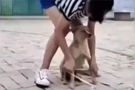 人不够狗来凑，狗子生无可恋了。视频封面