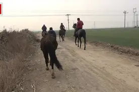 为保护肚里孩子只让骒马小跑不让大跑，知道马怀孕几个月吗？视频封面