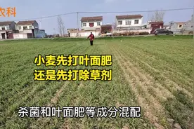 小麦是先打除草剂，还是先打叶面肥，许多人都搞错啦视频封面