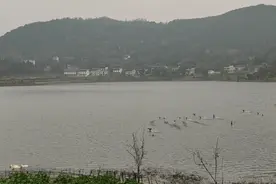 四川乐至，3000亩的水库，水面有种“会飞”的动物，人靠近就飞了视频封面
