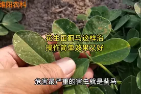 防治花生苗期蓟马危害，用这两种方法，杀虫效果好持效期又长视频封面
