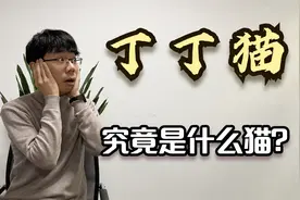 重庆方言大揭秘：本地人说的“丁丁猫”，究竟是哪种猫？视频封面