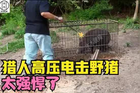 国外猎人用电棒电击野猪，野猪被瞬间击倒，这威力太强悍了