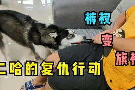 狗狗为了报复主人，一口把主人裤衩撕成旗袍，气得男子腰子疼视频封面