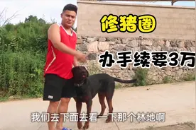 90小伙创业养猪，农村家庭式养殖，修猪圈办手续需要3万块钱？视频封面