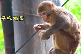 没妈的小猴今天运气真好，抢到一个大鸡蛋，看他是怎样吃鸡蛋的视频封面