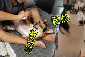 狗狗害怕剪指甲，一看主人拿指甲剪就吓得瑟瑟发抖，二哈都鄙视它视频封面