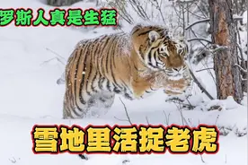 俄罗斯人真是生猛！带着猎犬，在雪地里活捉老虎，历史真实影像视频封面