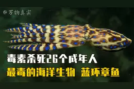 蓝环章鱼究竟有多恐怖？毒液秒杀26个成年人，毒素至今无药可解