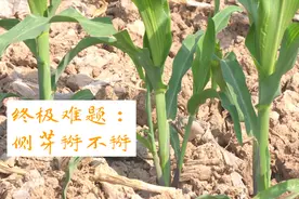 玉米侧芽掰不掰？出现一种情况，掰了就赔钱视频封面