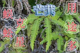 农村烧火用的“芒萁”草，号称毒蜈蚣克星，植物用途多知道吗？视频封面
