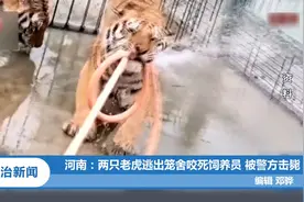 河南：两只老虎逃出笼舍咬死饲养员，被警方击毙|法治天地视频封面