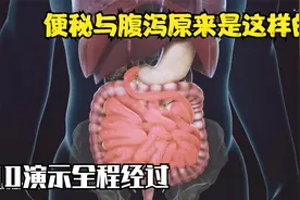 便秘与腹泻是如何造成的，3D演示全过程