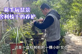 新手玩盆景，盆景舍利神枝养护，必须做防腐处理视频封面
