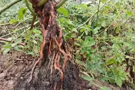 没有比这棵更丑的蔷薇提根了，根系直如木棍，没有一点形状可言视频封面