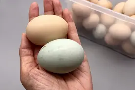 绿壳鸡蛋和普通鸡蛋的区别在哪里？现在终于明白了，别再被忽悠了视频封面