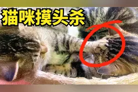 猫咪打架如何快速结束，那就是来一个摸头杀，瞬间老实！视频封面