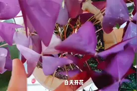 紫叶酢浆草，也称三叶草、蝴蝶花，全身是宝，养护时注意这些细节视频封面