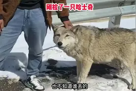 家人们我在路上捡了只哈士奇视频封面