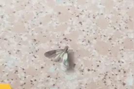 家里为什么会有很多小灰蛾子？这种情况该如何处理？